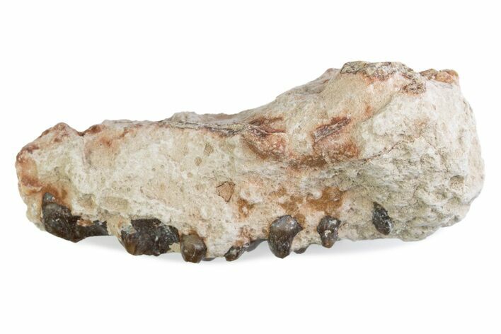 Fossil Oreodont (Merycoidodon) Jaw Section - South Dakota #375531